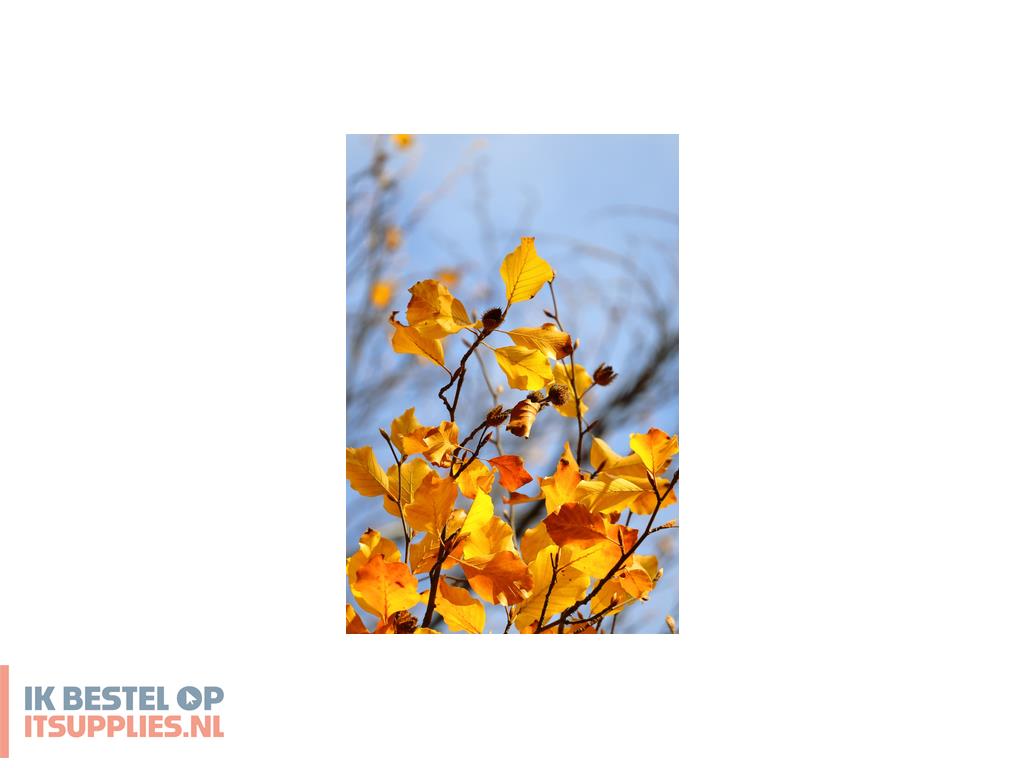 1025433-canon_eos_r50-_black_rf-s_18-45mm_f45-63_is_stm_kit_milc_24-2_mp_cmos_6000_x_4000_pixels_zwart