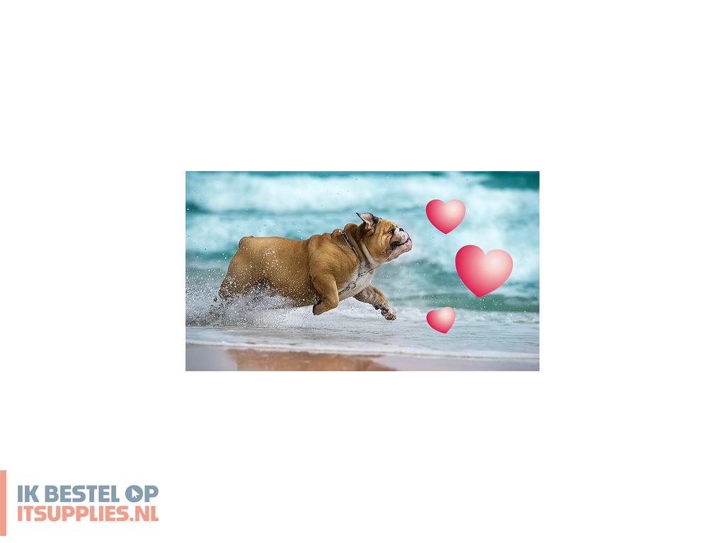 1814413-adobe_premiere_elements_2024_grafische_editor_volledig_1_licenties